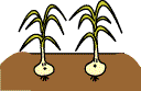 にんにくの成長過程
