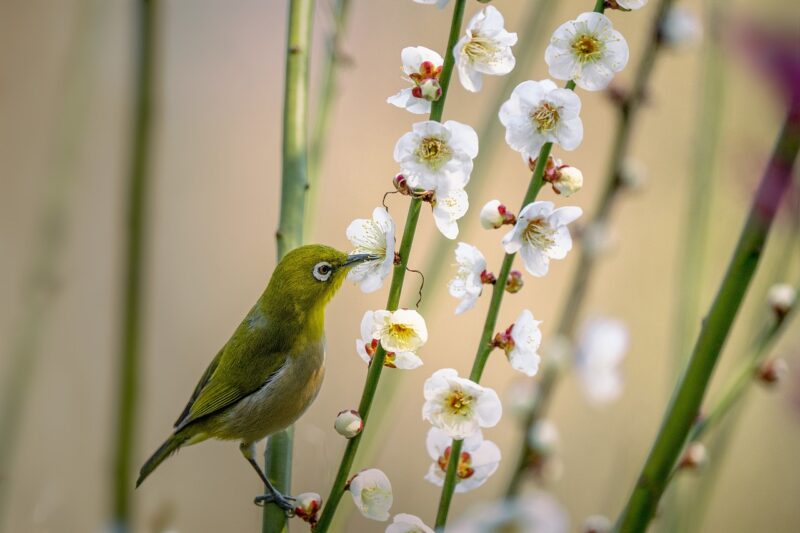 花粉